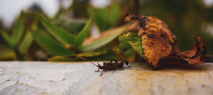 The Gross Truth About What Roaches Leave Behind